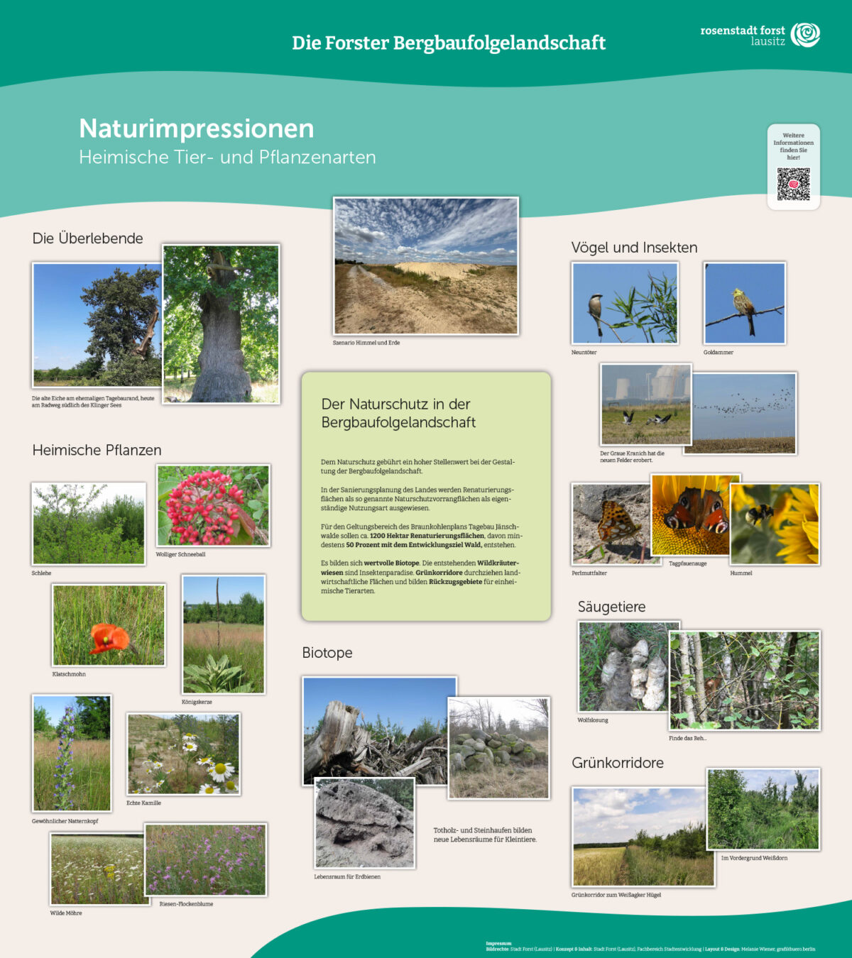 Infotafel „Naturimpressionen“ zur Forster Bergbaufolgelandschaft mit Fotos heimischer Tiere, Pflanzen, Biotope und QR-Code.