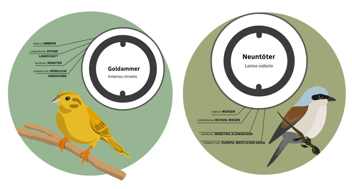 Infografiken für den Panke Park Bernau bei Berlin, Goldammer und Neuntöter, Grafiken
