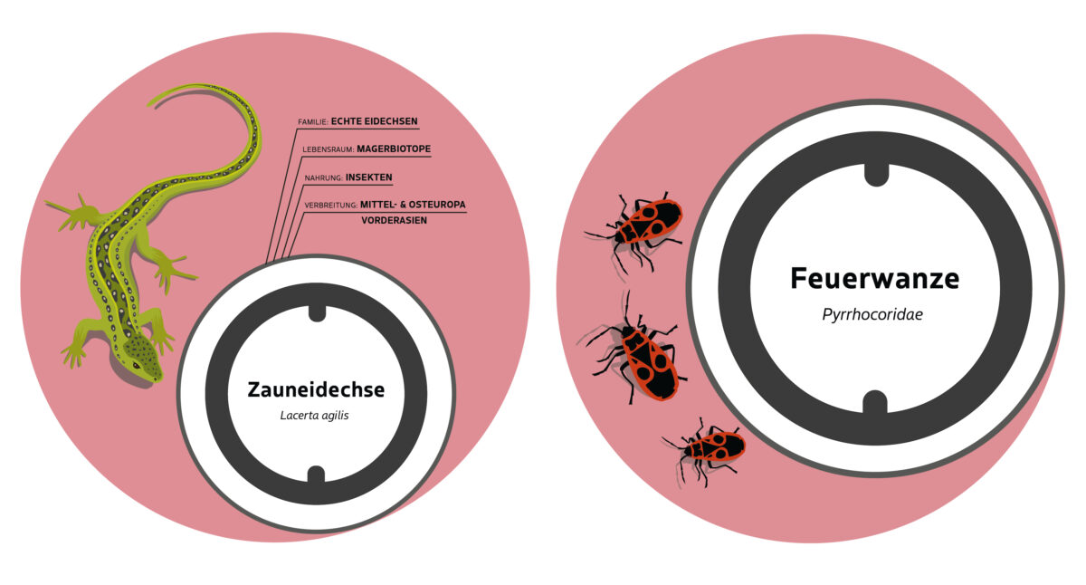 Infografiken für den Panke Park Bernau bei Berlin, Zauneidechse und Feuerwanze, Grafiken